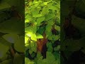 💚💚#diaryofmoonlight #nature #trending #bangladesh #viralvideo
