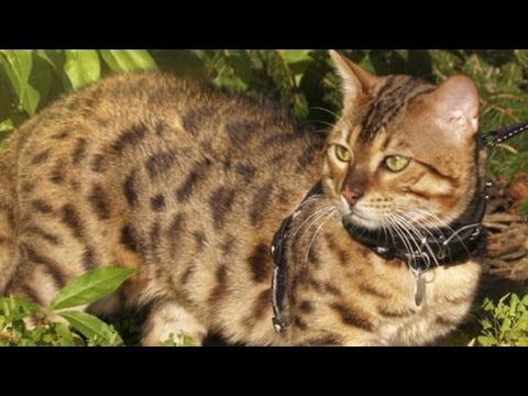puma domestic cat hybrid