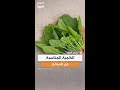 ما هي الكمية المناسبة لتناول السبانخ يومي ا لتحقيق الفائدة دون آثار جانبية 