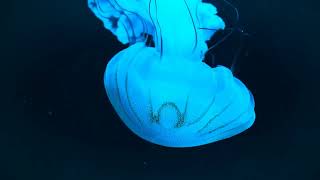 Unveiling the Mysteries of the Deep: The Enigmatic World of Bioluminescent Creatures