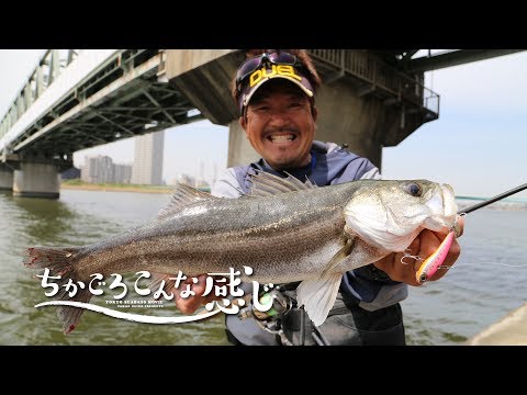 関東 シーバス ポイント 関東 シーバス ポイント