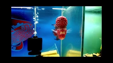 Cách nuôi cá La Hán lên đầu và màu phần 1 #calahan #kamfaf3 #cacanh