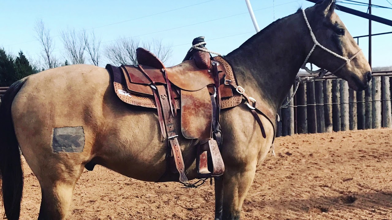 Merle Head Horse For Sale YouTube