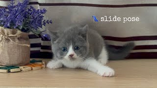 Kitten loves to slide