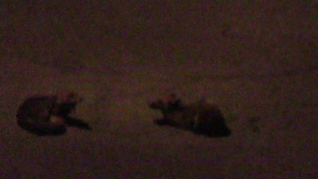 Füchse in der Nacht