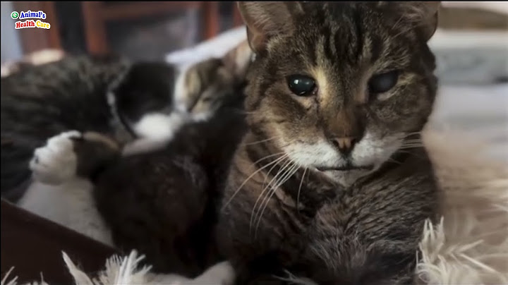 Deaf, blind and forgotten all his life, poor cat silently cried as he being loved again