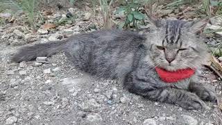 Cute and lovely cat is relaxing in the backyard by Hermenia Sacyap 101 views 3 days ago 4 minutes, 33 seconds