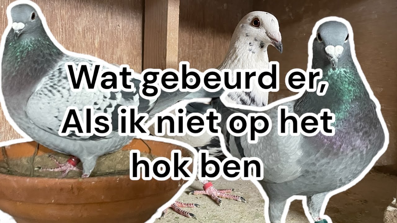 Wat gebeurd er als ik niet op het hok ben | Timelapse | Postduiven