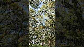 10.05.25 Dee Djawatan Forest Banyuwangi Hutan Djawatan
