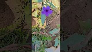 Amazing Nature Views That Will Relax Your Mind 🌿”“Beautiful Nature Scenery | Peaceful &amp; Relaxing Vid