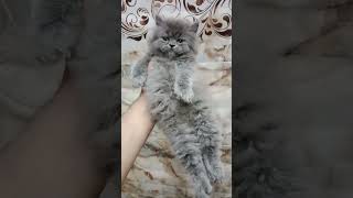 Persian kitten Going To Pinddi #persiancatgujranwala by persian cat Gujranwala 94 views 3 weeks ago 1 minute, 14 seconds