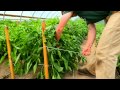 Stringing Peppers