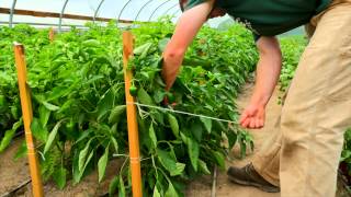 Stringing Peppers