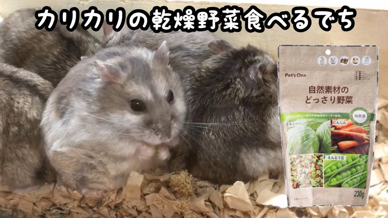 乾燥葉 乾燥野菜 ◎セミオーダーページ◎ ウサギ ハムスター リクガメ 他 maxresdefault.jpg