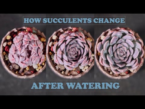 Video How succulents change after watering - Timelapse| Sen... - youtube