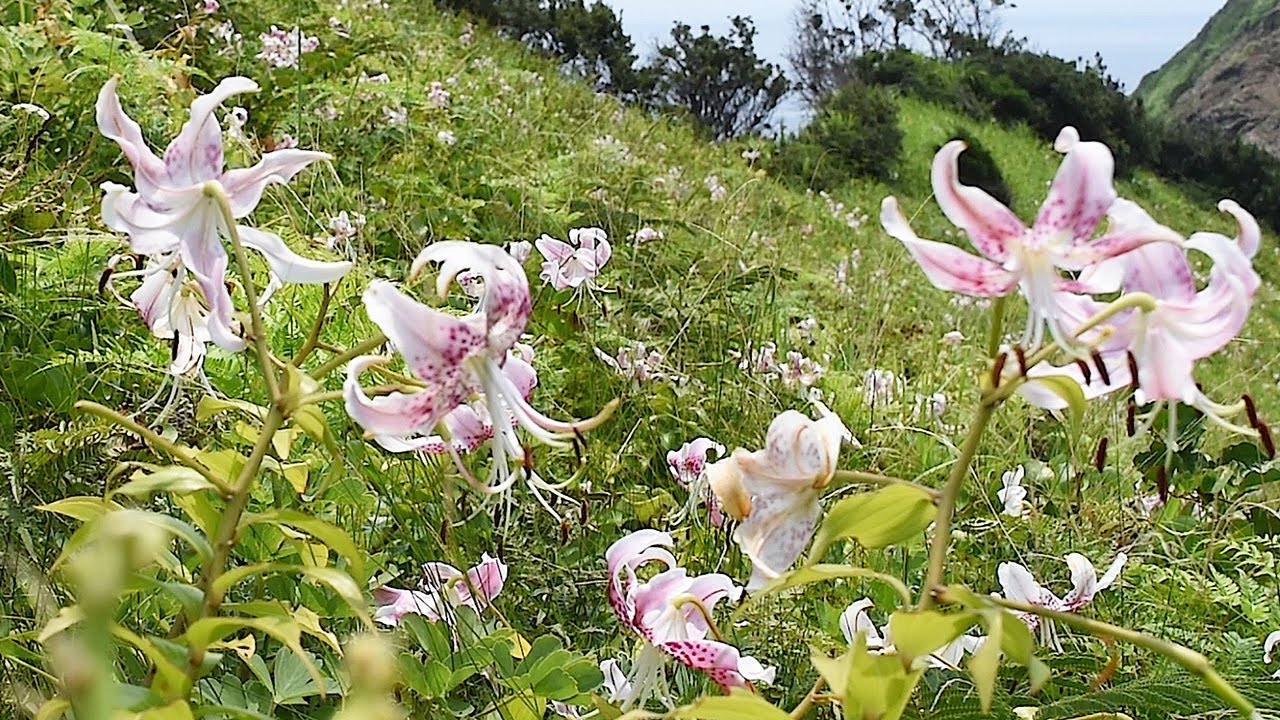 甑 島 かのこ ゆり