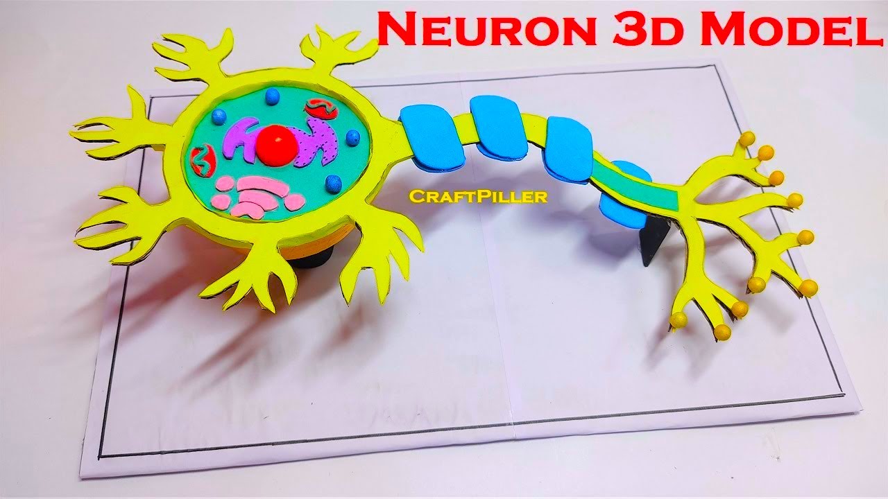 neuron model labeled