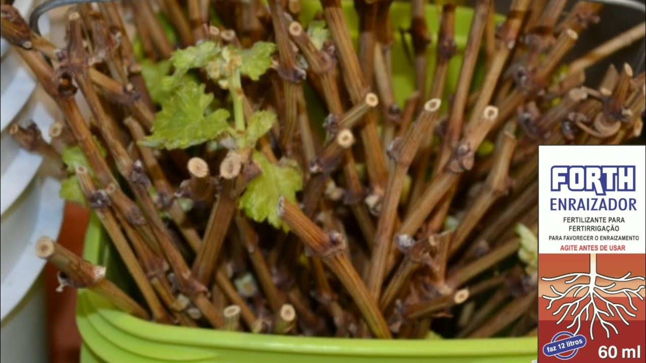 COMO FAZER ESTAQUIAS 