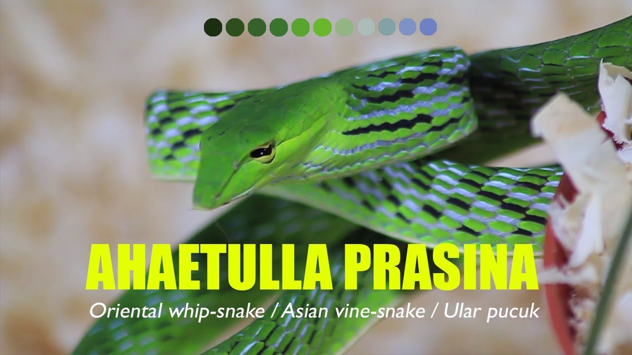Ular Pucuk | Ahaetulla prasina | Oriental Whip Snake
