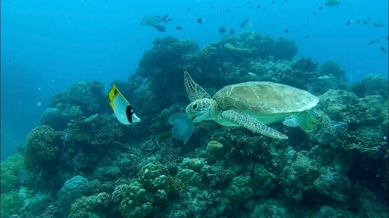 Diving the Great Barrier Reef, January 27-29, 2026