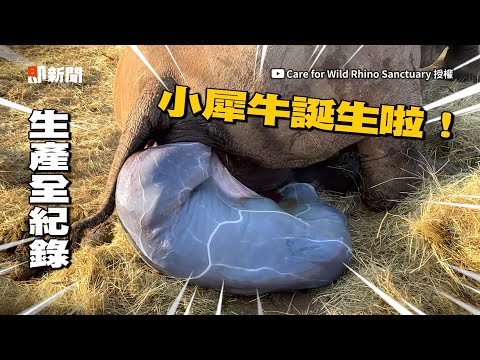 白犀牛震撼生產過程！「寶寶破膜」全紀錄 🦏｜寵物動物｜動物保育