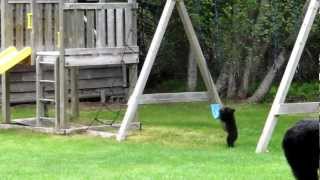 bear baby swing