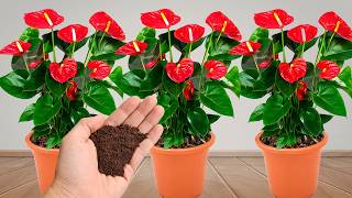 Just Coffee! Anthuriums Grow 1001 Strong Roots & Bloom All Year Long screenshot 5