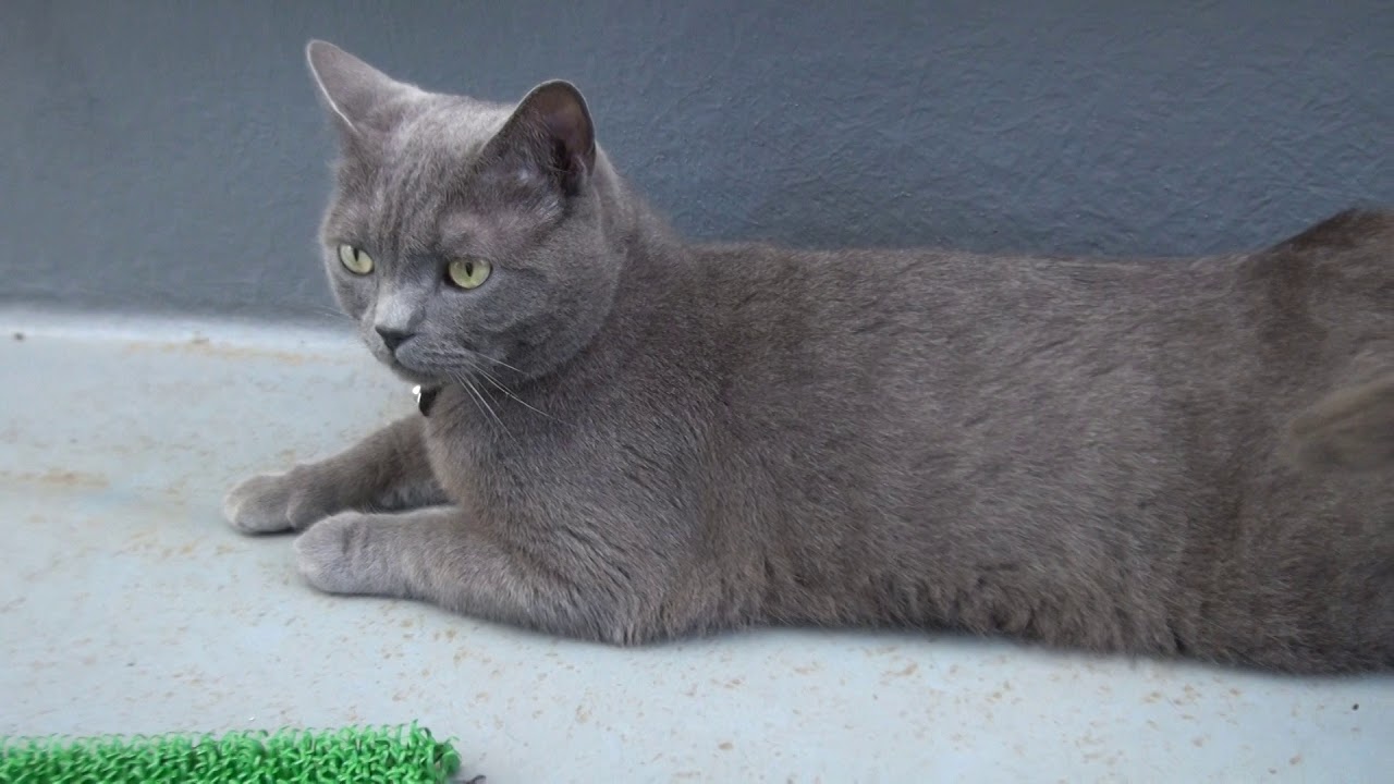 ブリティッシュ ショートヘア British Shorthair の日常 Youtube