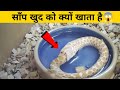 Top-3 self eater animals ) यह साँप 🐍 अपने आप को खा जाते है 😱 #shorts