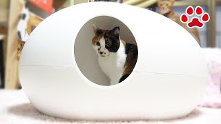 フランス製のかわいい猫トイレを買ってみた　Poopoopeedo I bought a cat toilet 【瀬戸のアリス日記】