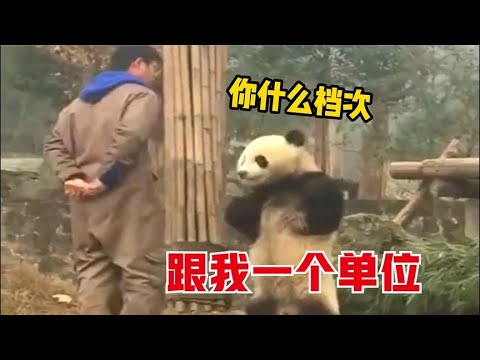 熊猫：长这么大都没受过这样的气！#原创搞笑配音，你喜欢叔吗，那叔也喜欢你