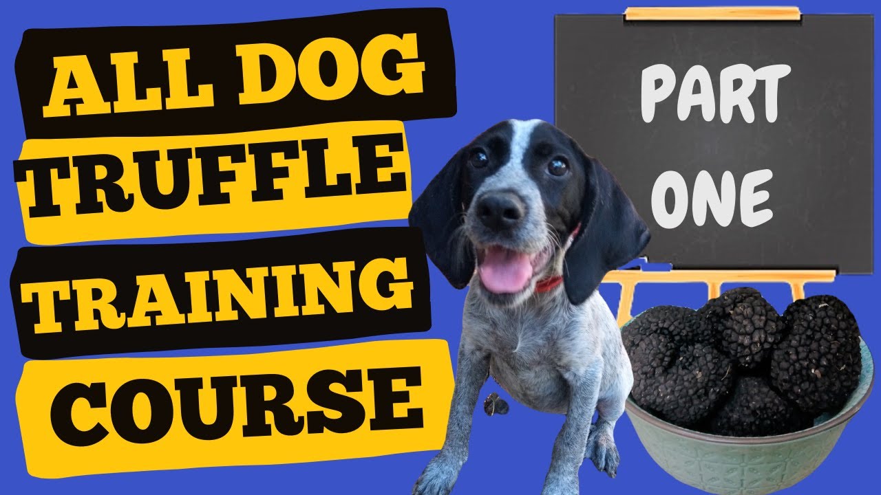 How To Train Your Dog To Find Truffles Tutorial - Part One