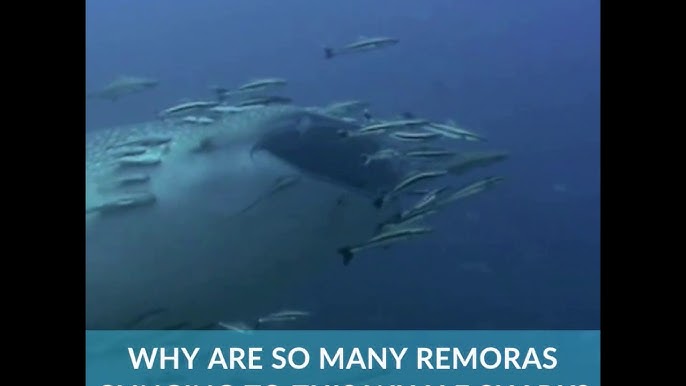Remora Inspired Bots Hold Tight On Land And Underwater Youtube