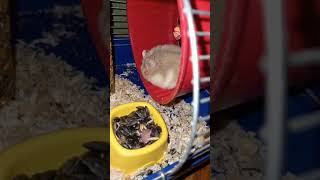 Hamster 2. Хом'як 2. Хомяк 2.