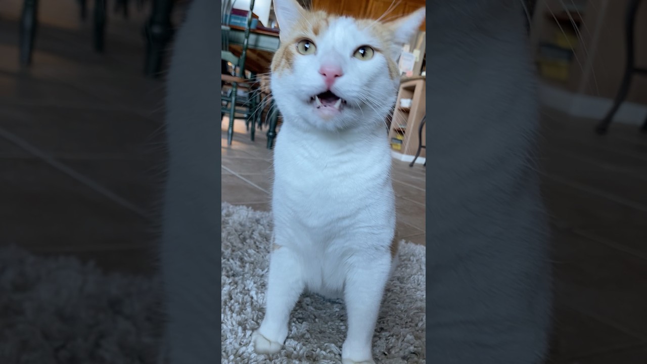 POV: You Want Your Cat To Catch A Bug But 😹… 