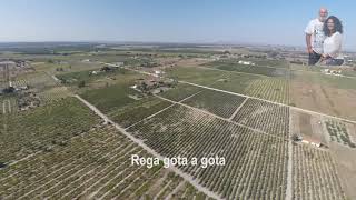 Quinta Vinícola em Poceirão - Palmela