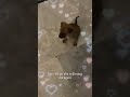 Cutie’s old video #capcut #cute #baby #rescuepuppy #ytshorts #dog