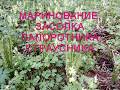 Папоротник . Засолка страусника . Как посолить папоротник .  Подписывайтесь на плейлист папоротники