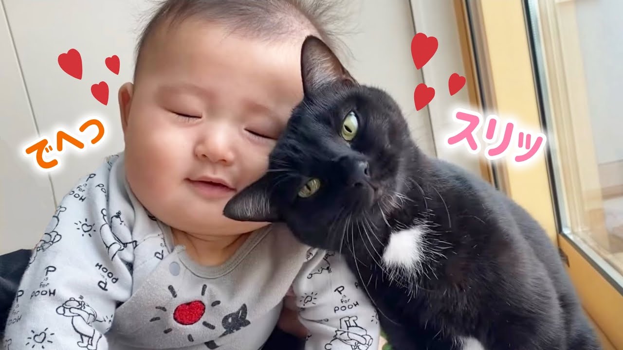 【赤ちゃん大好き猫】本当の兄弟のような愛情が溢れ出る✨