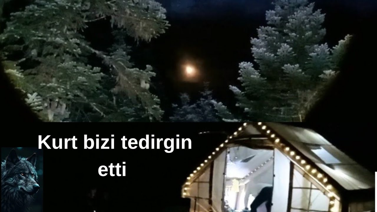Kurtlar bizi çok tedirgin etti...!