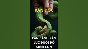 Cận cảnh rắn lục đuôi đỏ sinh con – Khoảnh khắc hiếm thấy trong tự nhiên#sortvideo #SinhSảnRắn