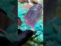 Dazzling Kunzite with tiny tourmaline #kunzite #kunzitecrystal #kunzitecrystals #spodumene