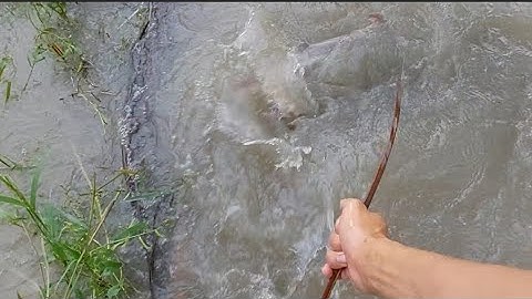 312 . Cắm Câu cá lóc mồi nhái trên ruộng mới xạ dính đủ thứ luôn rồi | Đất Long An  | fishing