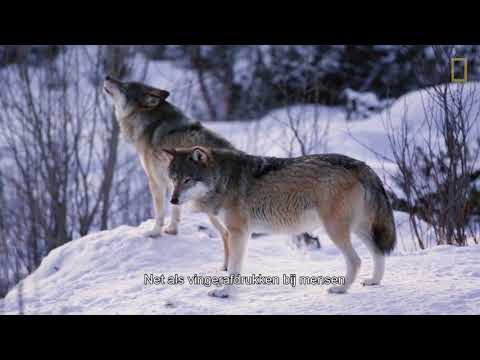 Video: Hoe De Wolf Jaagt