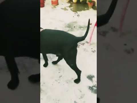 वीडियो: कुत्तों को टाइल वाले फर्श क्यों खरोंच करते हैं?