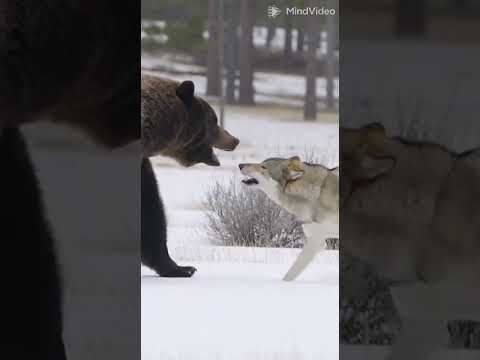 ذئبان يهاجمان دب عملاق لكنهم لم يستطعون هزيمته Fanny Animals حيوانات Ia الحيوانات الذئاب الدب
