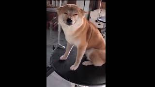 Epic 5-Second Meme Video! - #290