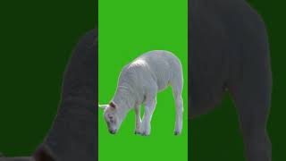 GREEN SCREEN | SHEEP