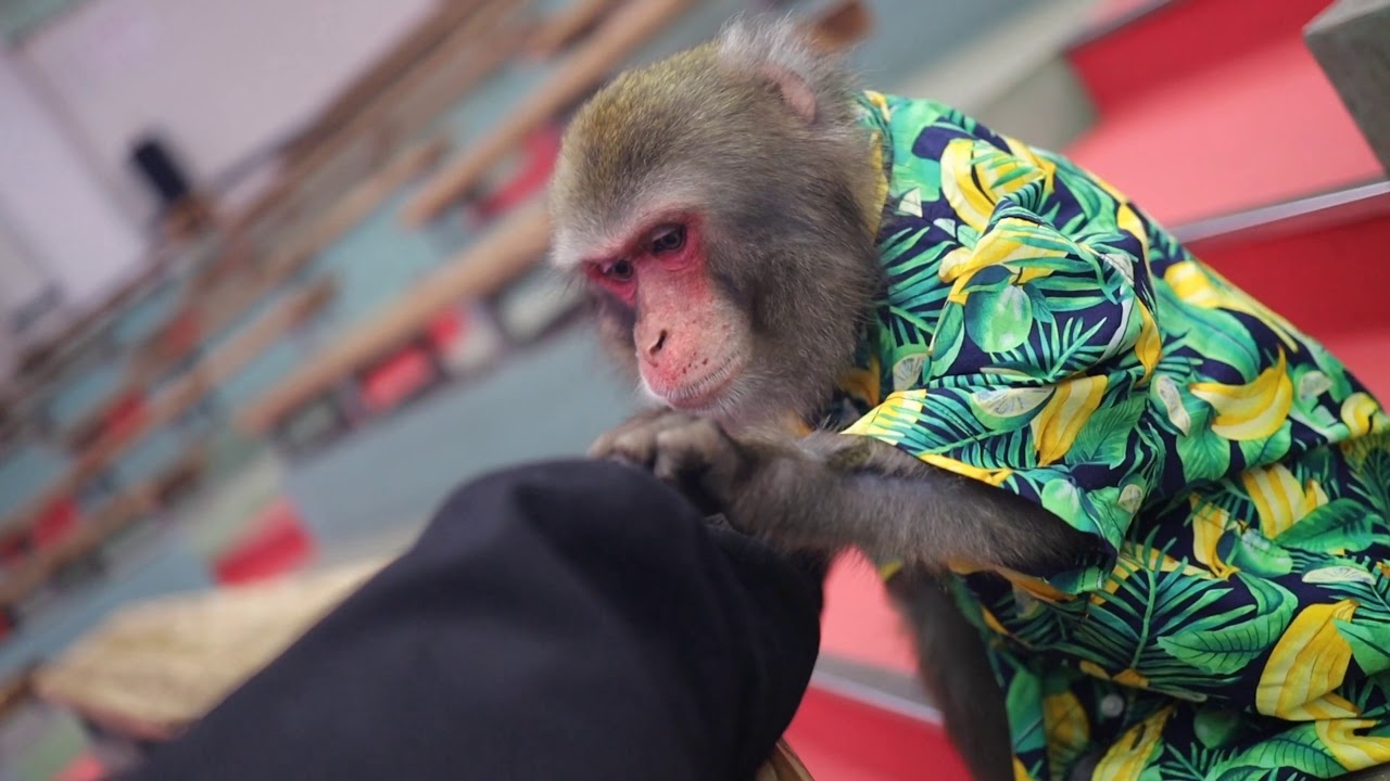 Monkey Grooming 猿のグルーミング Youtube