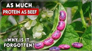 As Much Protein As Beef, Beats Green Beans. Grows Back Yearly. Why Is It Forgotten?